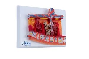 SKU: MG17230  Placenta Cross-Section Model, 2X Enlarged