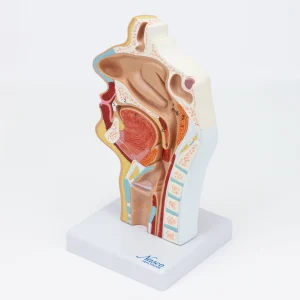 SKU: MG17231  Nasal and Oral Sinus Cross-Section Model