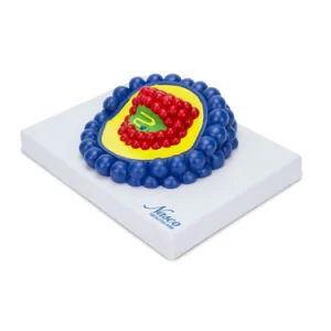 SKU: MG19659  HIV Virus Model, Enlarged