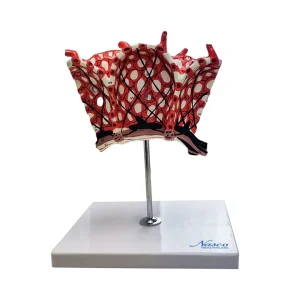SKU: MG20099  Pulmonary Alveolus Model, 1000X Enlarged