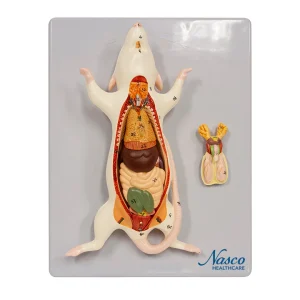 SKU: MG20114  Mouse Anatomy Model, 6-Parts