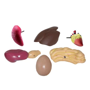 SKU: MG20115  Chicken Anatomy Model, 8-Parts