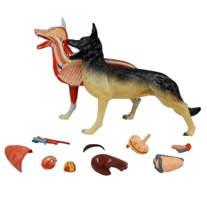 SKU: MG20117  Canine Anatomy Model, 11-Parts