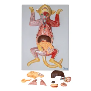 SKU: MG20119  Feline Anatomy Model, 10-Parts