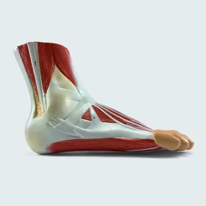 SKU: MG20120  Foot with Ligaments and Muscles Model