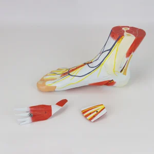 SKU: MG20121  Foot with Vessels, Ligaments, and Muscles Model, 3-Parts