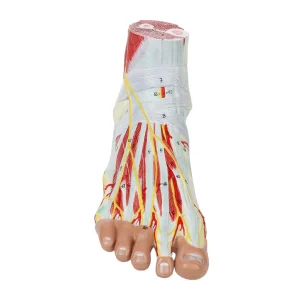 SKU: MG20122  Foot Model, 9-Parts