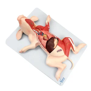 SKU: MG20125  Domestic Pig Model, 10-Parts