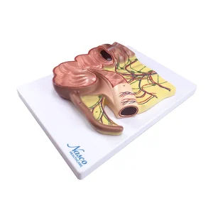 SKU: MG20198  Appendix Modek, 2X Enlarged