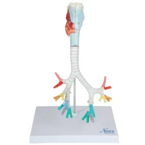 SKU: MG20231  Bronchial Tree with Larynx Model