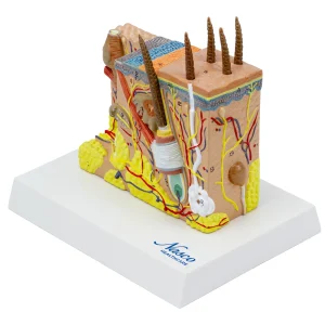 SKU: MG21064  Skin Section Model, 35X Enlarged, 2-Parts