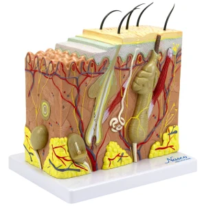 SKU: MG21067  Skin Section Model, 3 Dimensions, 70X Enlarged
