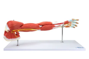 SKU: MG21152  Deluxe Muscles of the Arm Model, 7-Parts