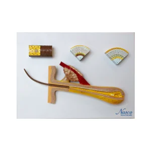 SKU: MG21278  Hair Model, 100X Enlarged