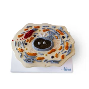 SKU: MG21698  Animal Cell Model, 20,000X Enlarged