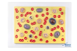 SKU: MG21702  Blood Cell Model, 2,000X Enlarged