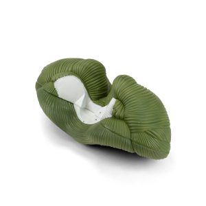 SKU: MG21715  Cerebellum Model, 4X Enlarged, 2-Parts