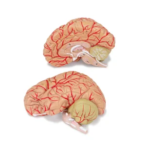 SKU: MG21716  Brain with Arteries Model, 2-Parts
