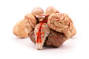 SKU: MG21717  Brain with Arteries Model, 9-Parts