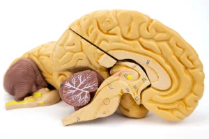 SKU: MG21719  Classic Brain Model, 8-Parts