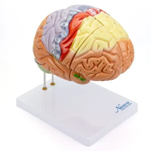 SKU: MG21720  Neuro Brain Model, 1.5X Enlarged, 4 Parts