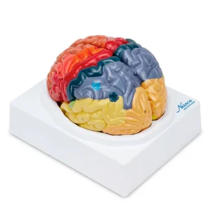 SKU: MG21721  Neuro Brain Model, 2-Parts