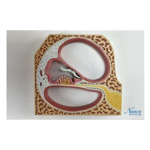 SKU: MG21812  Cochlea and Organ of Corti Model