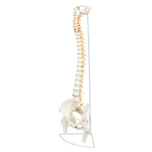 SKU: MG21853  Classic Flexible Spine with Femur Heads Model