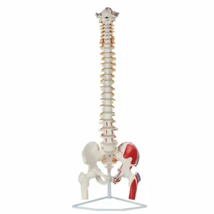 SKU: MG21856  Classic Flexible Spine Model with Femur Heads & Painted Muscles