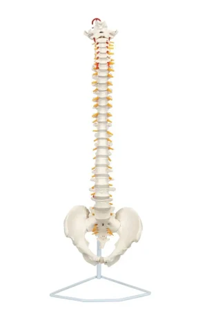 SKU: MG21857  Deluxe Flexible Spine Model with Removable Sacrum and Coccyx