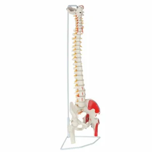 SKU: MG21858  Luxury Flexible Spinal Column Model Painted with Femur Head