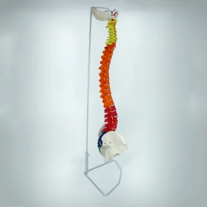SKU: MG21884  Didactic Flexible Spine Model