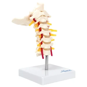 SKU: MG21886  Cervical Spine Model