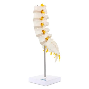 SKU: MG21887  Lumbar Spine Model