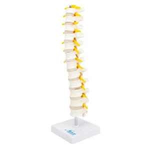 SKU: MG21888  Thoracic Spine Model