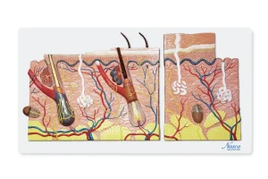 SKU: MG21893  Skin Section Model, 40X Enlarged