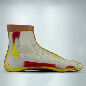 SKU: MG22042  Normal and Abnormal Foot Models, Set of 3