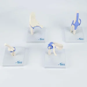 SKU: MG22074  Mini Functional Joint Models, Set of 4