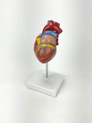 SKU: MG22274  Classic Heart Model with Ventricular Hypertrophy