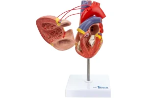 SKU: MG22275  Classic Heart Model with Coronary Bypass