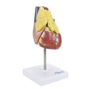 SKU: MG22277  Classic Heart Model with Thymus