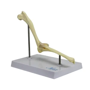 SKU: MG22287  Canine Elbow Model
