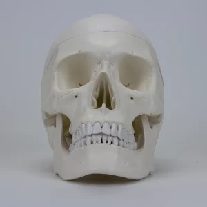 SKU: MG22292  Skull with Brain Model, 11-Parts