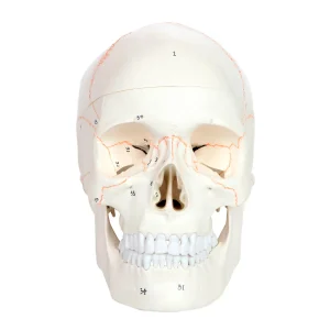 SKU: MG22295  Classic Skull Model, Numbered, 3-Parts