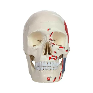 SKU: MG22298  Classic Painted Skull Model