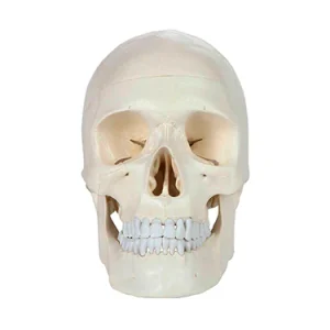 SKU: MG22299  Classic Skull Model