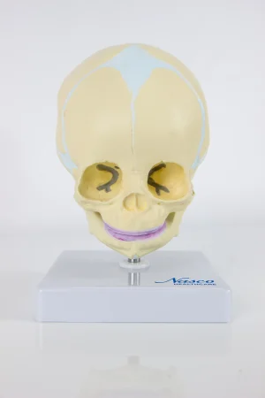 SKU: MG22302  Fetal Skull Model Mounted on Stand, 30th Week