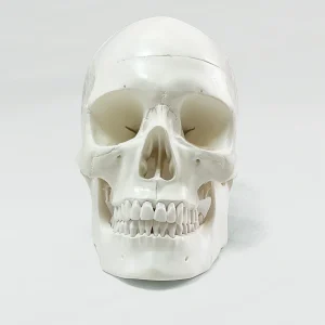 SKU: MG22303  Skull with Blood Vessels Model