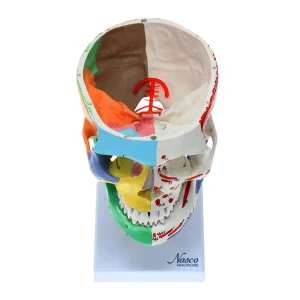 SKU: MG22306  Didactic Skull with Muscle Insertion Model