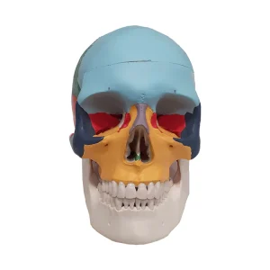 SKU: MG22307  Didactic Colored Skull Model